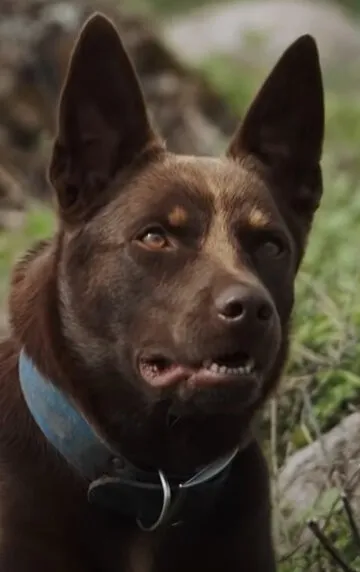 Фотография актёра Хиро